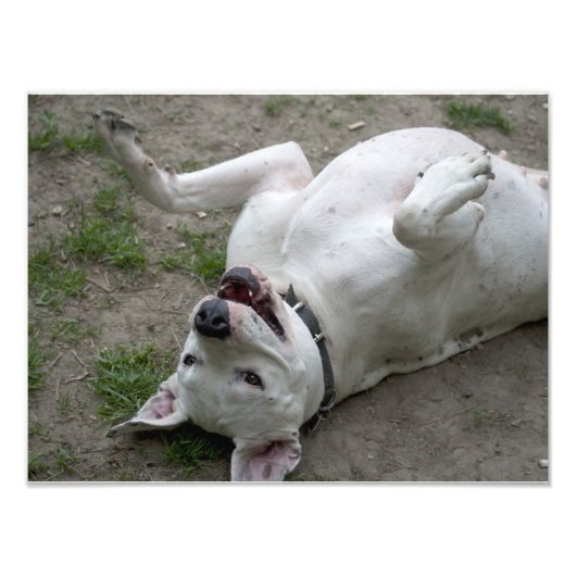 Happy Dogo Argentino Girl Foto Afdruk (Voorkant)
