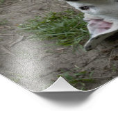 Happy Dogo Argentino Girl Foto Afdruk (Hoek)