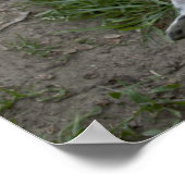 Happy Dogo Argentino Girl Poster (Hoek)