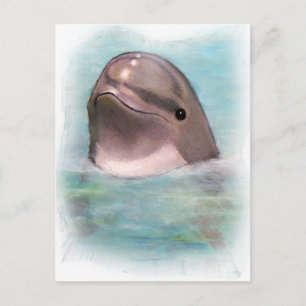 HAPPY DOLPHIN BRIEFKAART