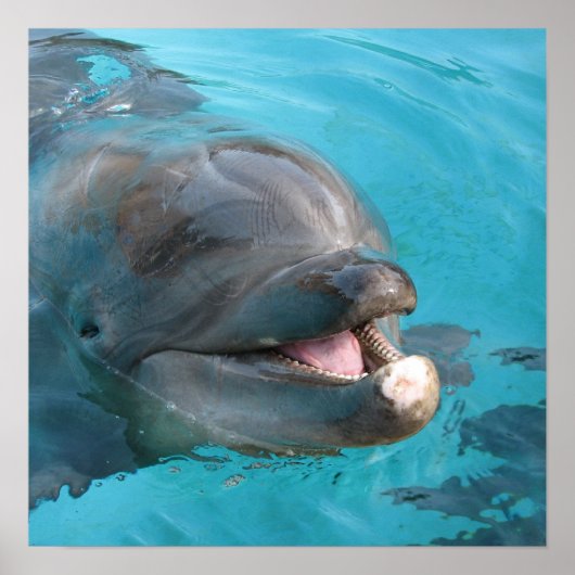 Happy Dolphin Poster (Voorkant)