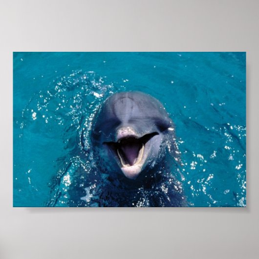 Happy Dolphin Poster (Voorkant)