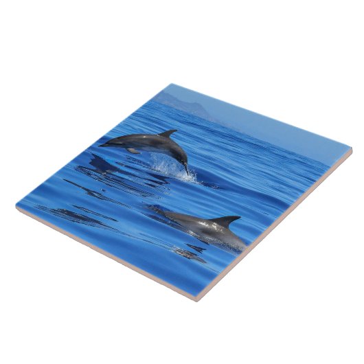 Happy Dolphins Tegeltje (Zijkant)