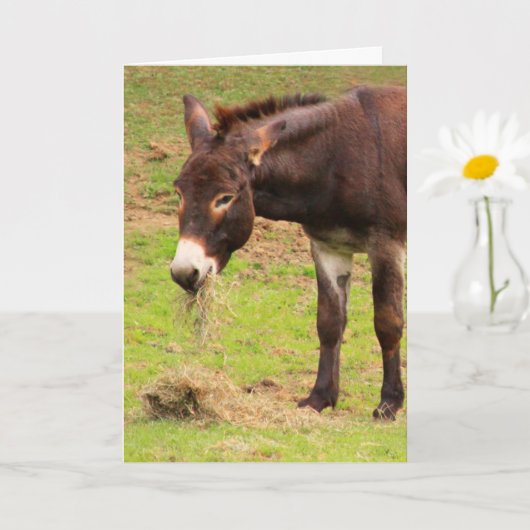 Happy Donkey Birthday Kaart (Kleine Plant)