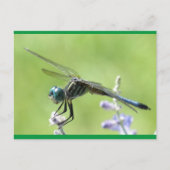 Happy DragonFly Briefkaart (Voorkant)