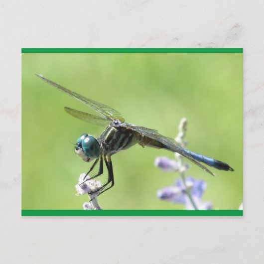 Happy DragonFly Briefkaart (Voorkant)