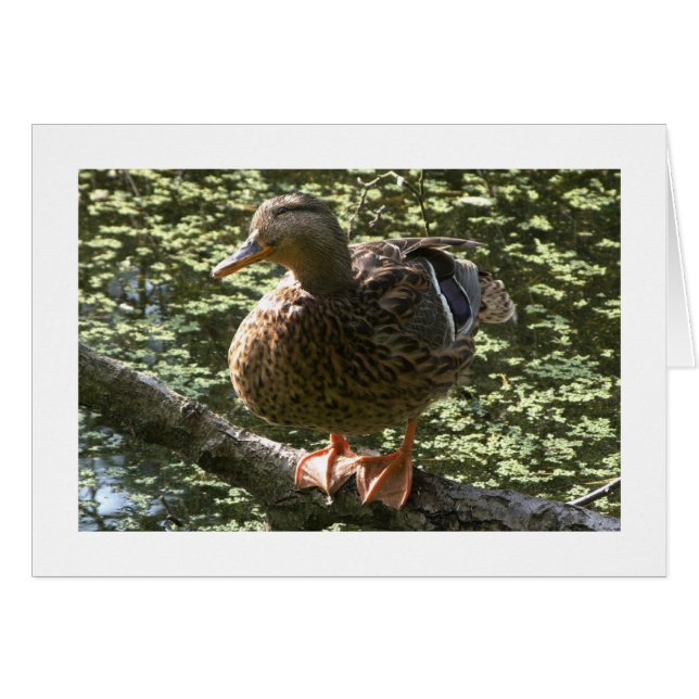 Happy Duck (brede rand) (Voorkant Horizontaal)