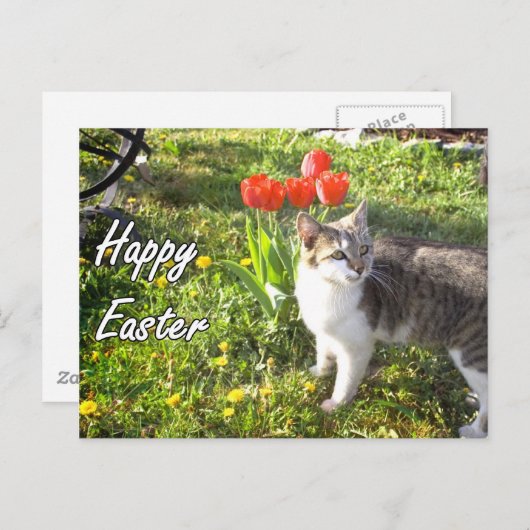 Happy Easter Cat briefkaart (Voorkant / Achterkant)