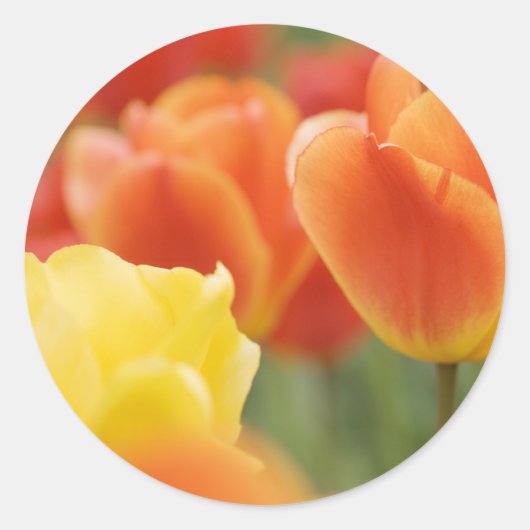 Happy Easter Tulis Ronde Sticker (Voorkant)