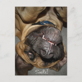 Happy Face - Funny English Mastiff Dog Foto Briefkaart