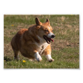 Happy Face Running Corgi Foto Afdruk (Voorkant)