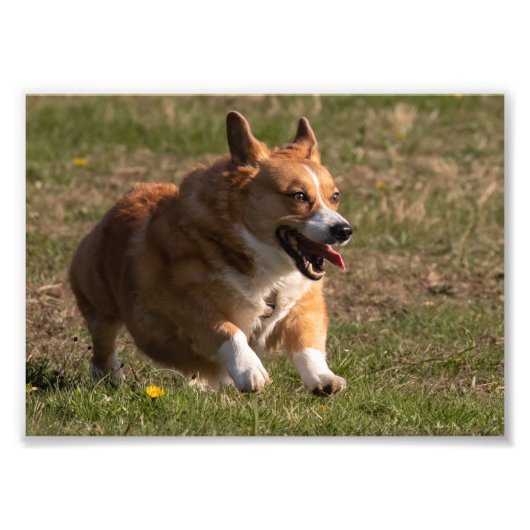 Happy Face Running Corgi Foto Afdruk (Voorkant)