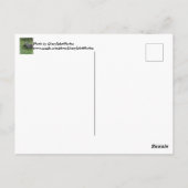 Happy February 2nd Custom Groundhog Postcards Briefkaart (Achterkant)