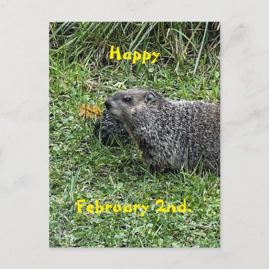 Happy February 2nd Custom Groundhog Postcards Briefkaart (Voorkant)