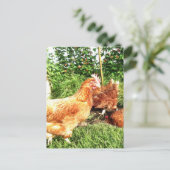 Happy Free range ex-batterijkippen Briefkaart (Staand voorkant)