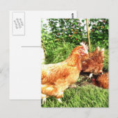 Happy Free range ex-batterijkippen Briefkaart (Voorkant / Achterkant)