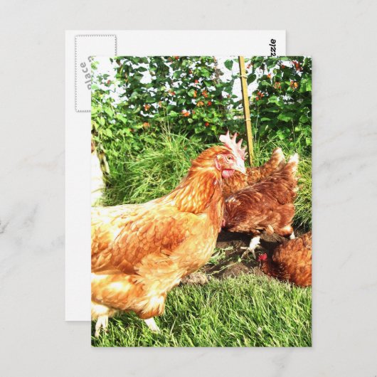 Happy Free range ex-batterijkippen Briefkaart (Voorkant / Achterkant)