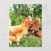 Happy Free range ex-batterijkippen Briefkaart (Voorkant)