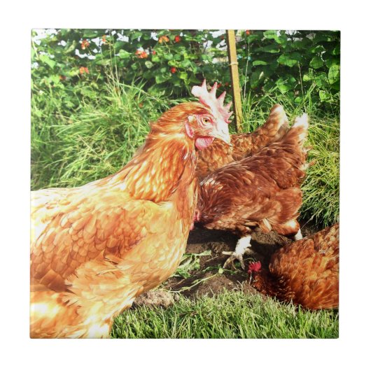 Happy Free range ex-batterijkippen Tegeltje (Voorkant)