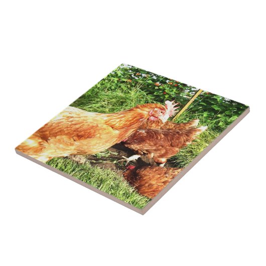 Happy Free range ex-batterijkippen Tegeltje (Zijkant)