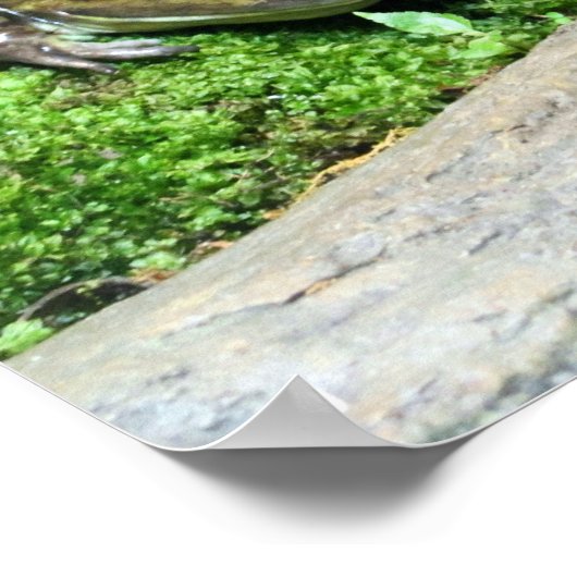 Happy Frog Poster (Hoek)