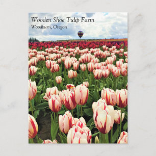 Happy Generation Tulip Field, Oregon Briefkaart