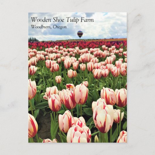 Happy Generation Tulip Field, Oregon Briefkaart (Voorkant)