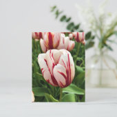 Happy Generation Tulip, Oregon Briefkaart (Staand voorkant)