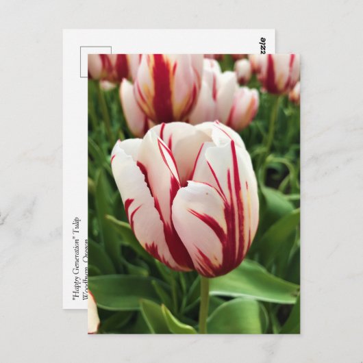 Happy Generation Tulip, Oregon Briefkaart (Voorkant / Achterkant)