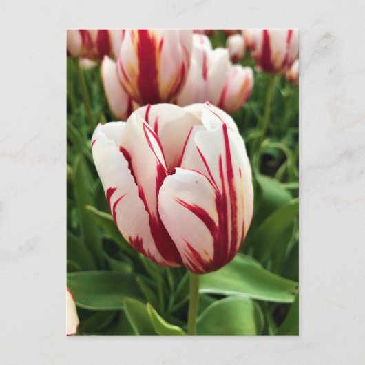 Happy Generation Tulip, Oregon Briefkaart (Voorkant)