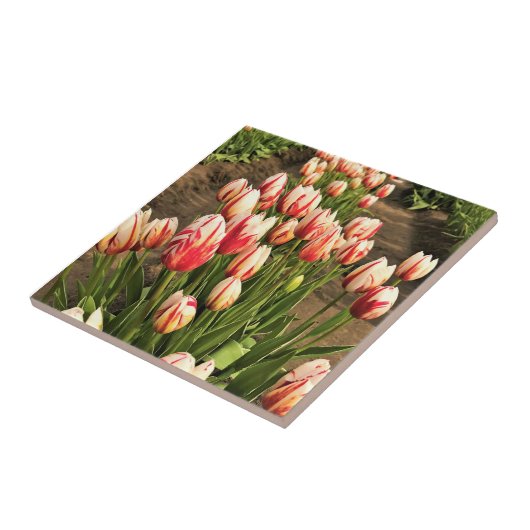 Happy Generation Tulips Tegeltje (Zijkant)