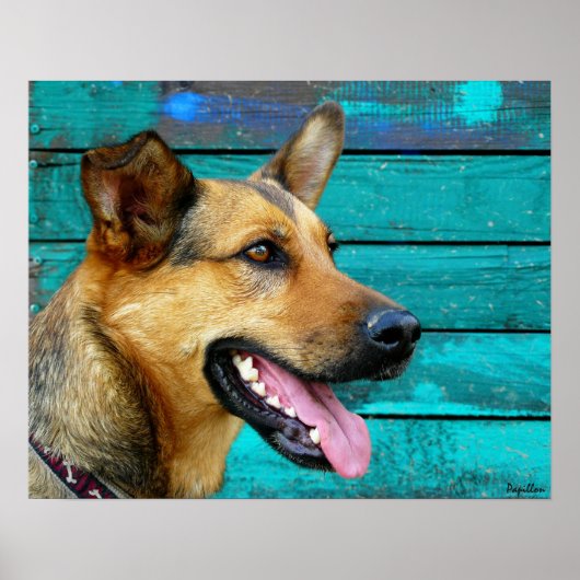 Happy German Shepherd Dog Poster (Voorkant)