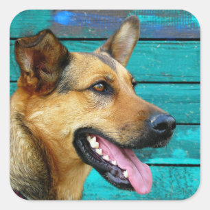 Happy German Shepherd Vierkante Sticker