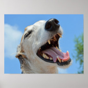 Happy, glimlachend Greyhound Face Closeup Poster