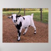 Happy Goat Poster (Voorkant)