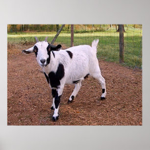 Happy Goat Poster