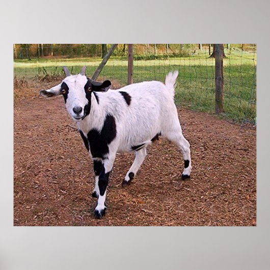 Happy Goat Poster (Voorkant)