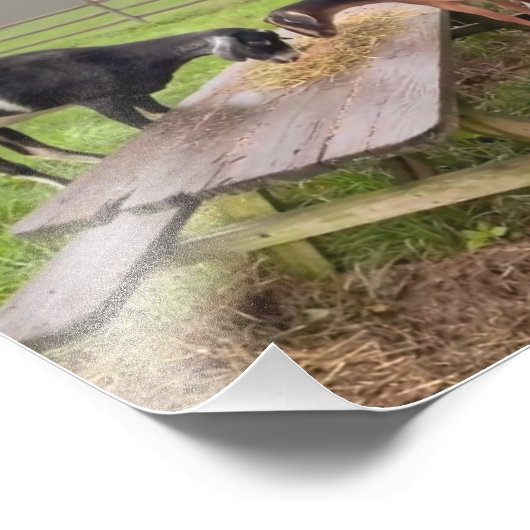 Happy Goats bij Sunset Foto Afdruk (Hoek)