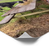 Happy Goats bij Sunset Poster (Hoek)