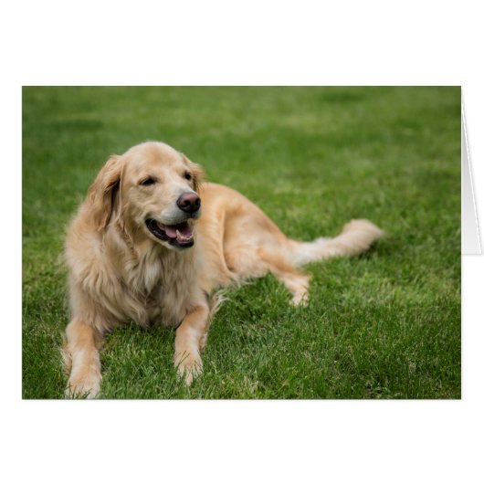 Happy Golden Retriever (Voorkant Horizontaal)
