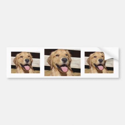 Happy Golden Retriever Bumpersticker (Voorkant)