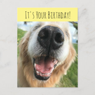 Happy Golden Retriever Dog Birthday Celebration Briefkaart