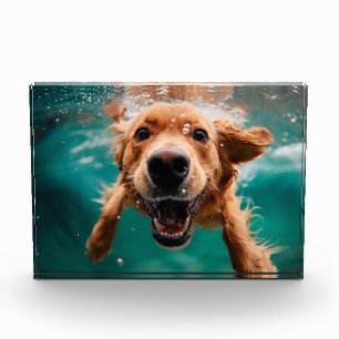 Happy Golden Retriever zwemmen onder water Fotoblokken