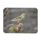 Happy Goldfinch en Sunflower Magnet Magneet (Horizontaal)