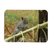 Happy Gray Squirrel Magnet Magneet (Horizontaal)