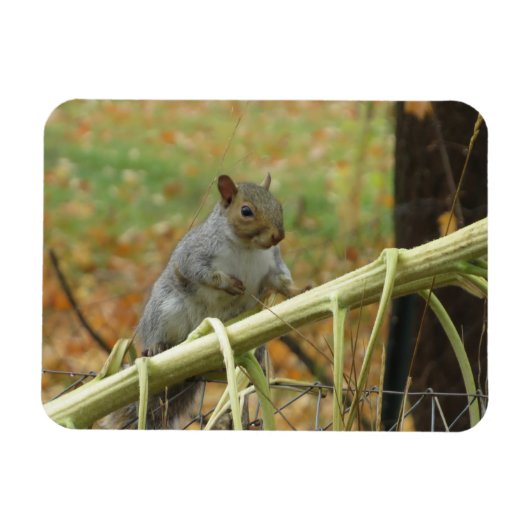 Happy Gray Squirrel Magnet Magneet (Horizontaal)
