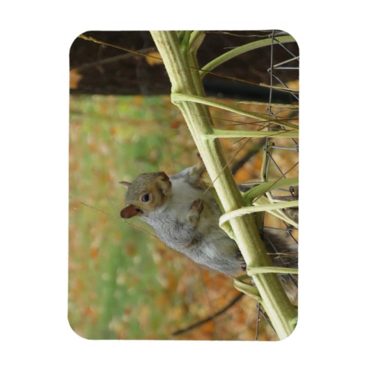 Happy Gray Squirrel Magnet Magneet (Verticaal)