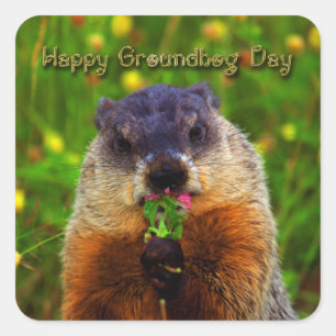 Happy Groundhog Day Eating Flower Vierkante Sticker