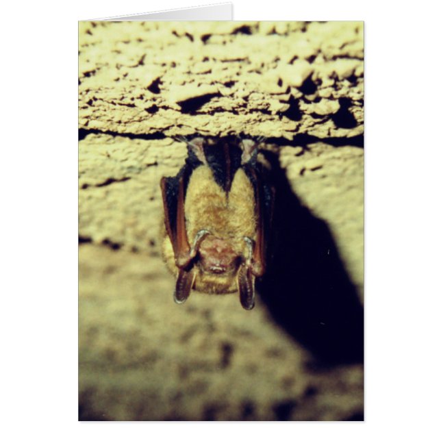 Happy Halloween Bat Kaart (Voorkant)