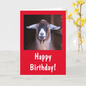 Happy Handsome Goat Birthday Kaart (Gele Bloem)